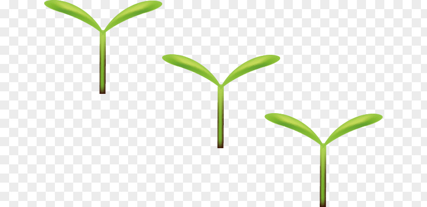 Little Pea Germination Green Leaf Google Images PNG
