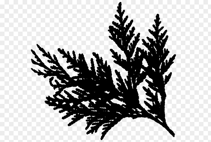 Twig Cedar Pine Fir Spruce PNG