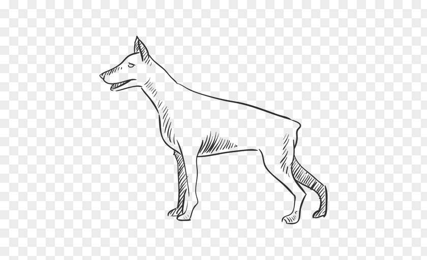 Dog Breed African Wild Dhole PNG