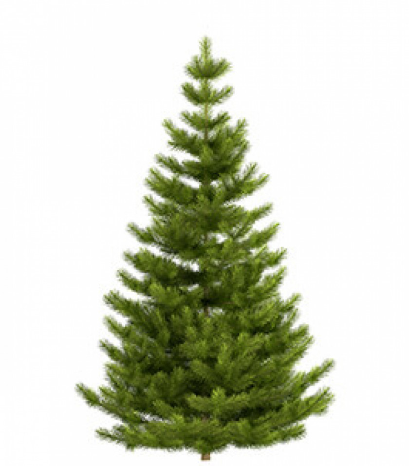 Fir-tree Nordmann Fir Noble Fraser Blue Spruce Christmas Tree PNG