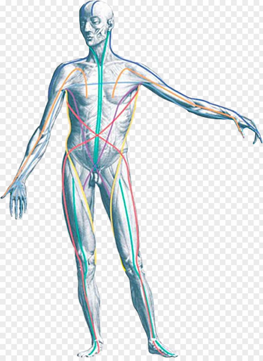 Lining Body Anatomy Trains: Myofascial Meridians For Manual And Movement Therapists Human PNG