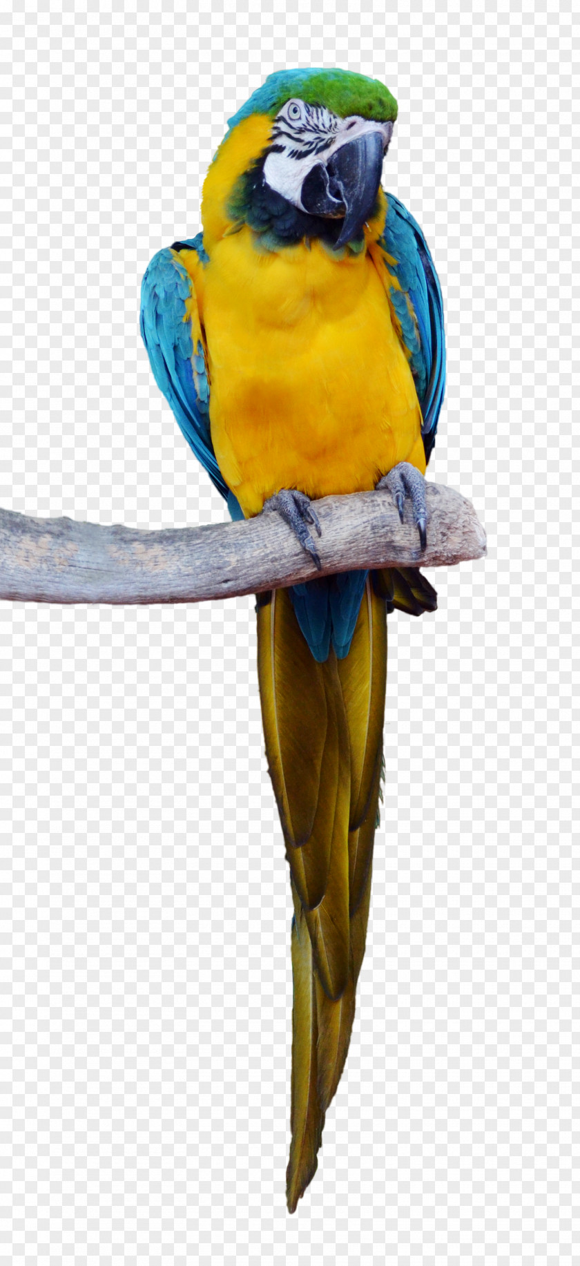Parrot Bird Macaw Parakeet PNG