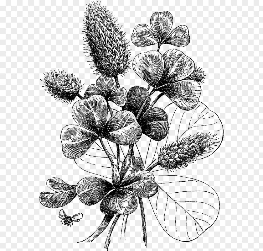 Plum Blossom Pattern Botanical Illustration Black And White Printmaking Botany PNG