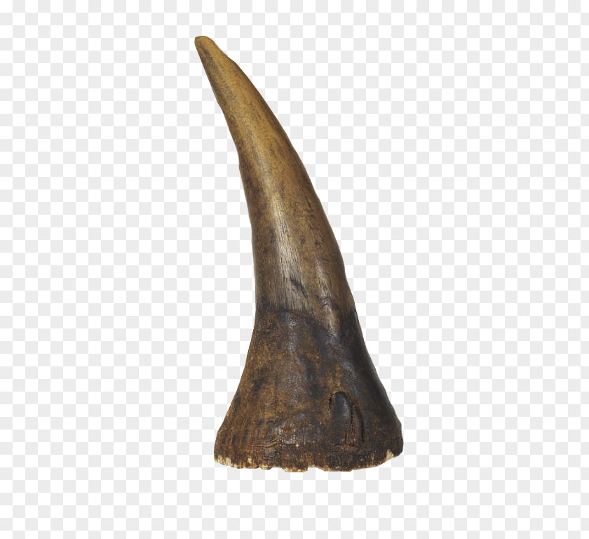 Pound Medicine Dürer's Rhinoceros Horn Black PNG