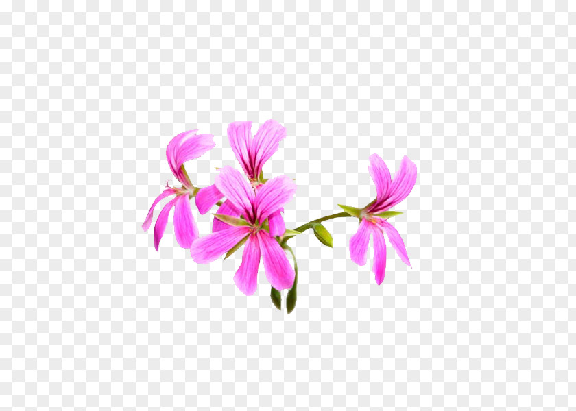 Scented Geranium Png Essential Sweet Oil Rose Aroma Compound Crane's-bill PNG