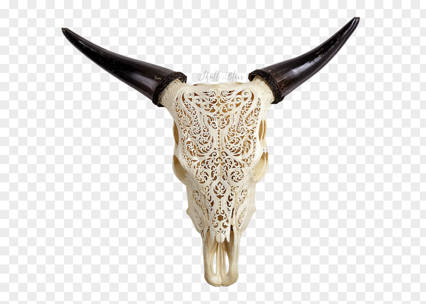 Skull Animal Skulls Texas Longhorn Ox PNG