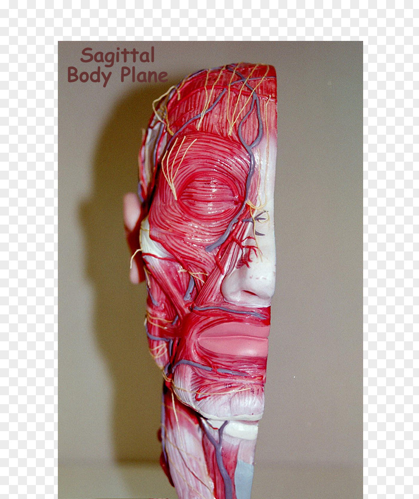 Skull Shoulder Sagittal Plane Coronal Anatomy Human Body PNG
