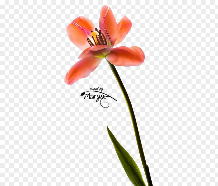 Tulip Cut Flowers Petal Plant Stem PNG