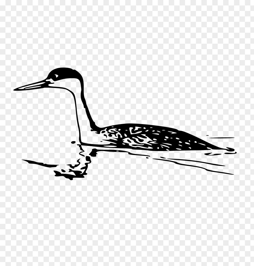 Western Grebe Clip Art PNG