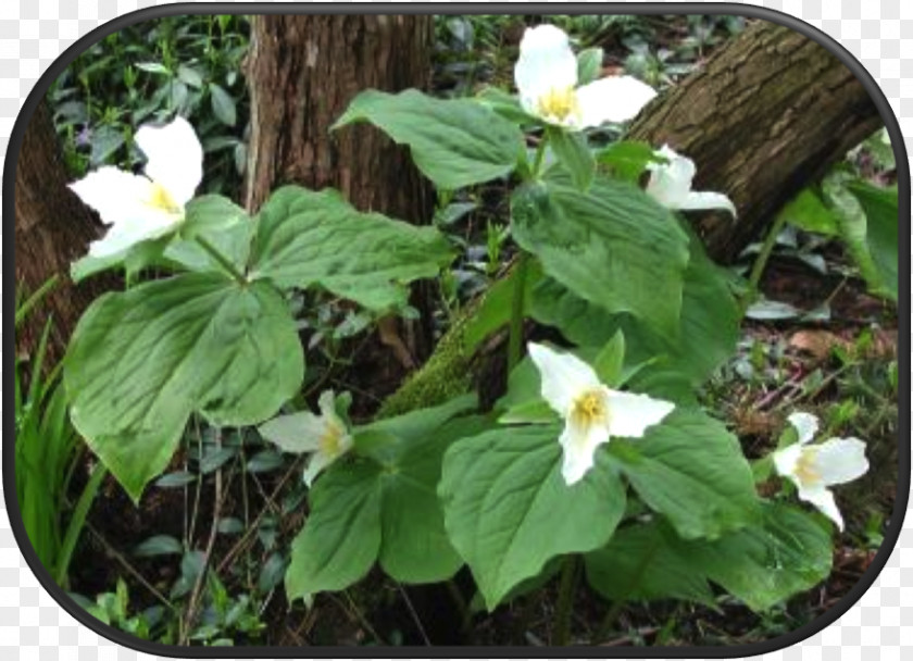 Western Trillium Herb Groundcover Flowering Plant PNG