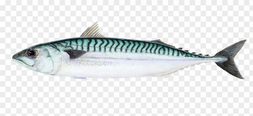 Fish Atlantic Mackerel Thunnus Sardine Chub PNG