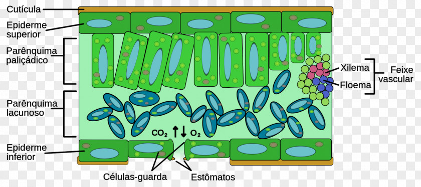 Folha Leaf Plant Anatomy Structure Mesofil PNG