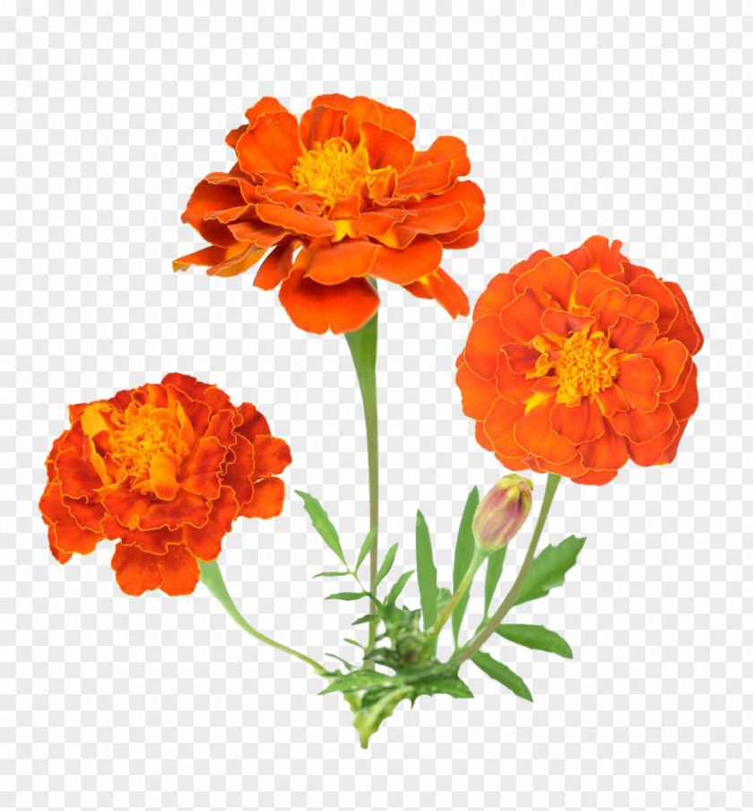 Marigold Flower Material Mexican Stock Photography PNG
