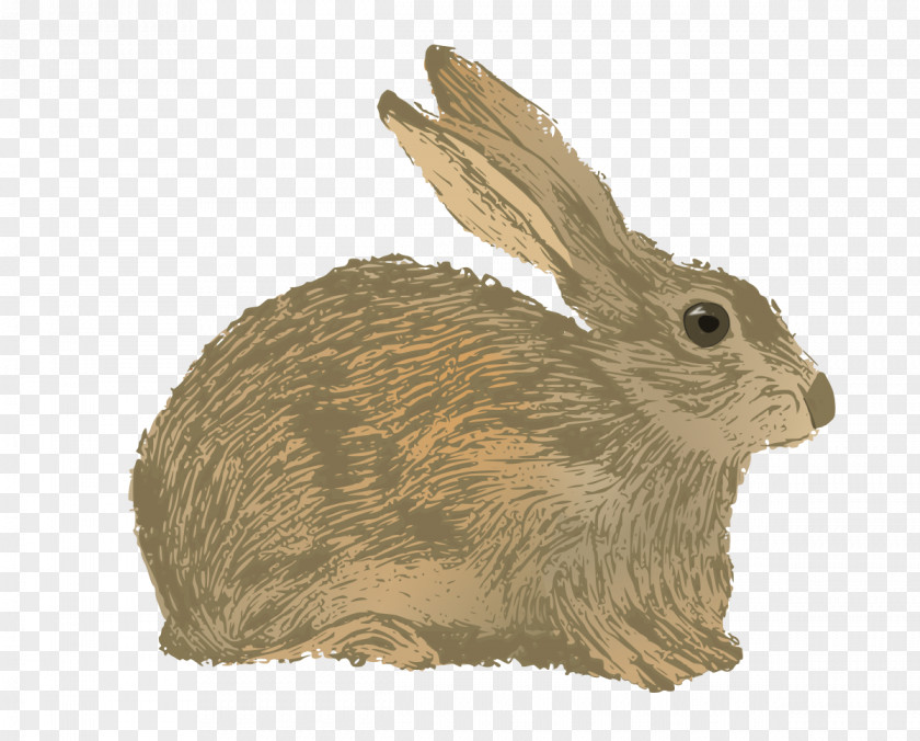 Rabbit Domestic Hare Vector Graphics Illustration PNG