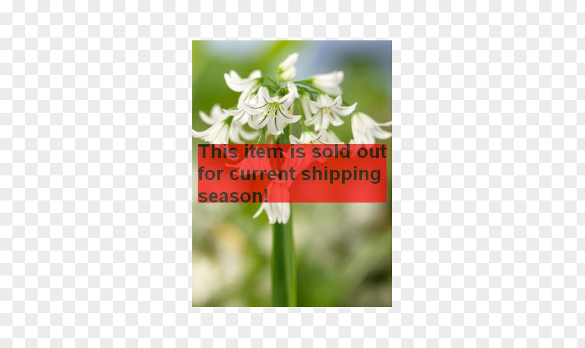 Amaryllis Bulb Wildflower Plant Stem Font PNG
