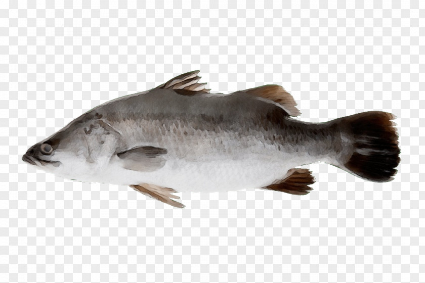 Bass Fish PNG