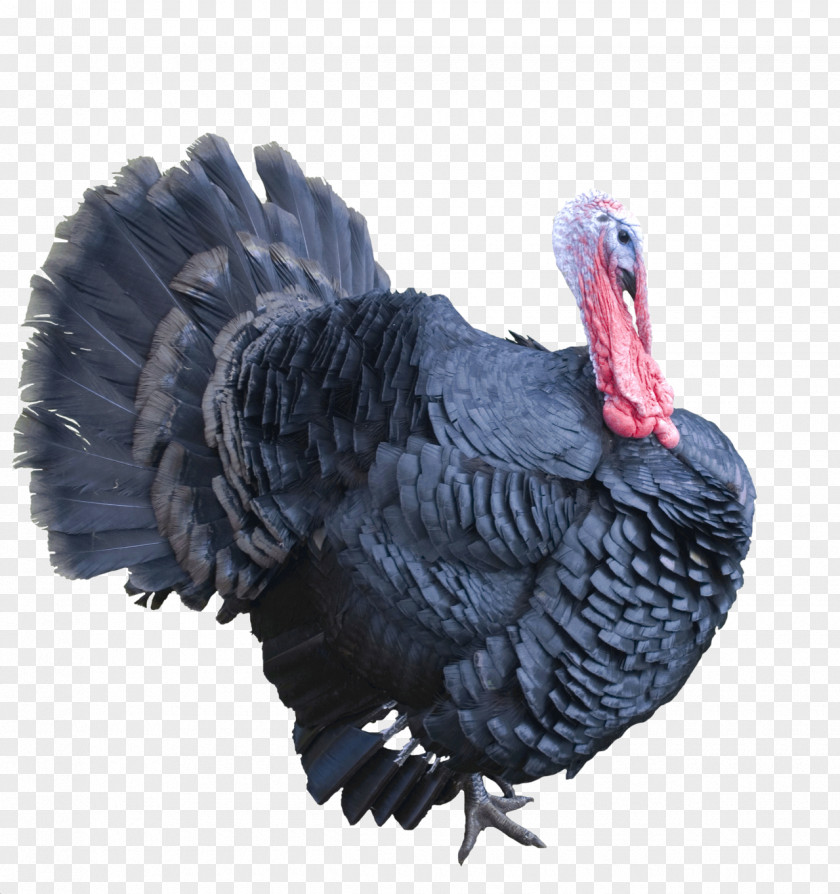 Best Free Turkey Image Meat Clip Art PNG