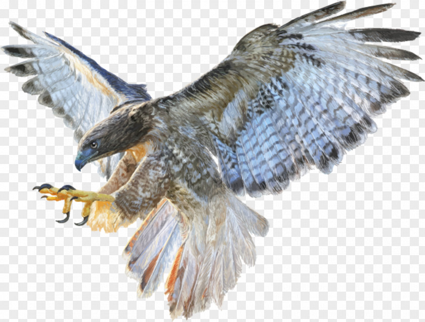 Falcon Bald Eagle Stock Photography Drawing PNG