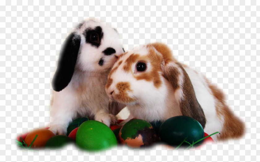 Rabit Desktop Wallpaper Easter Bunny Computers PNG