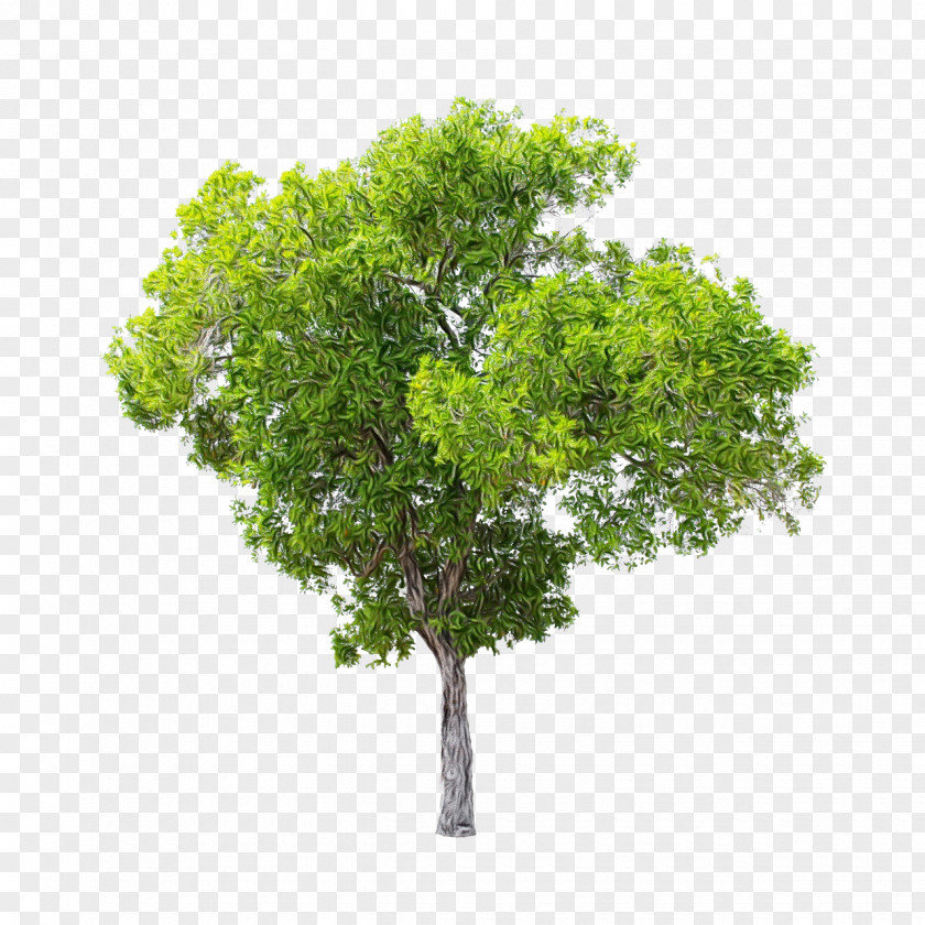 Shrub Plant Stem Oak Tree Leaf PNG