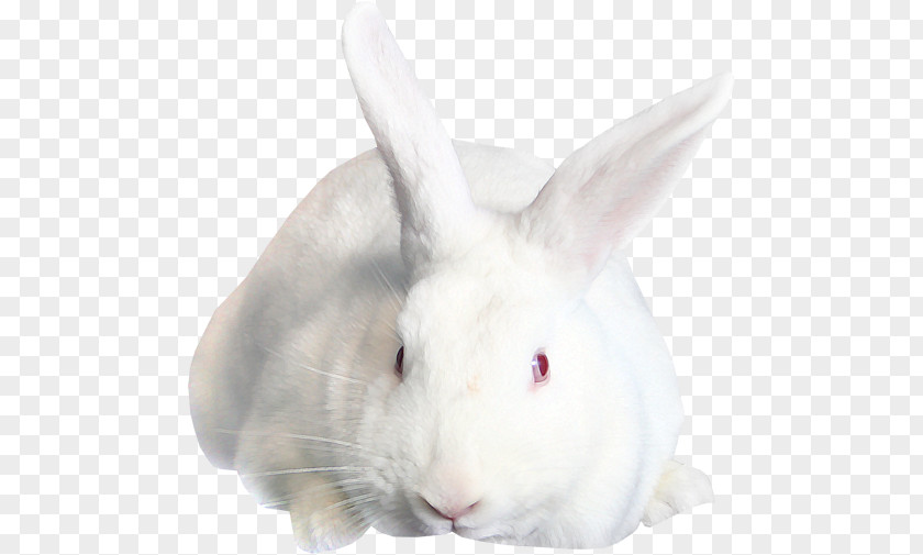 Bunny Rabbit Easter Hare Domestic PNG