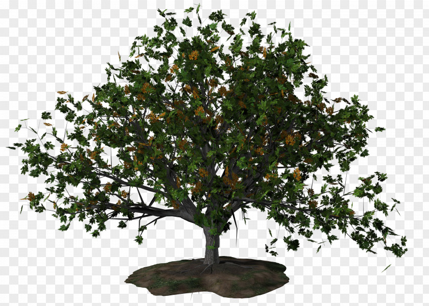 Fir-tree PNG
