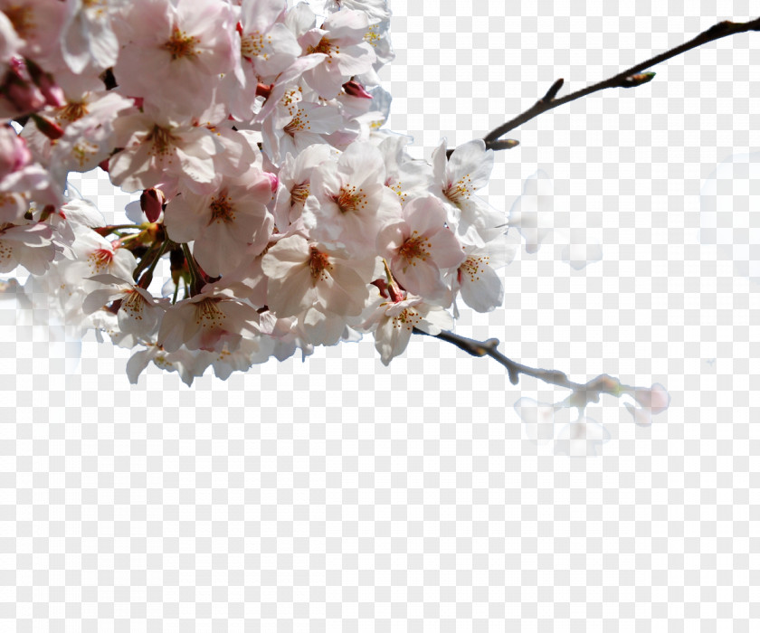 Japanese Cherry Japan Blossom Pixabay PNG