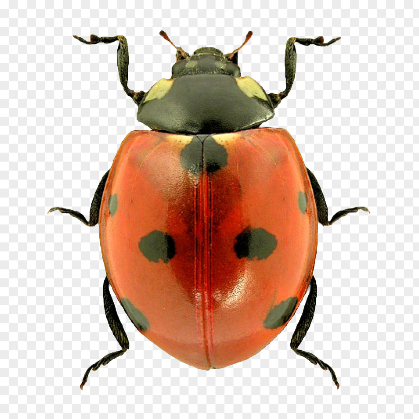 Ladybug Beetle Ladybird PNG