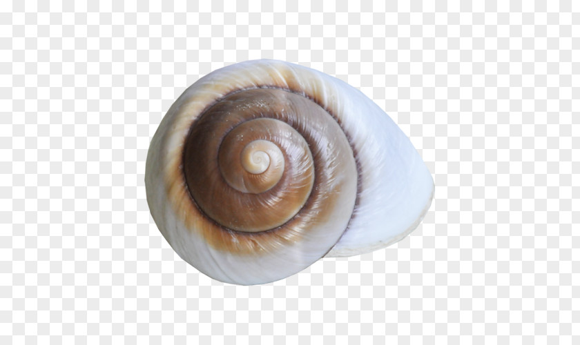 Snail Conchology Sea Seashell Nautiluses PNG