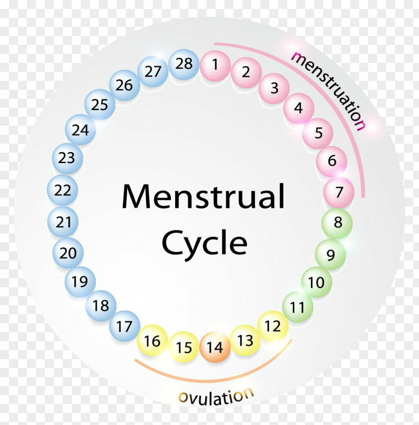 Woman Menstruation Menstrual Cycle Fertility Cup PNG