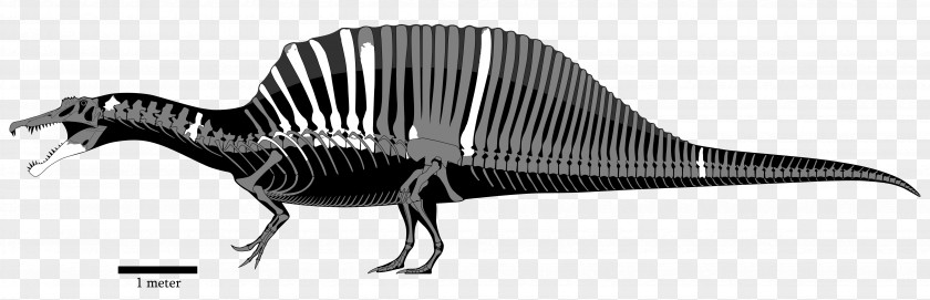 Dinosaur Tyrannosaurus Giganotosaurus Sigilmassasaurus Carcharodontosaurus PNG