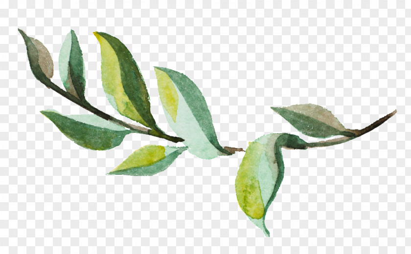 Eucalyptus Tree Drawing PNG