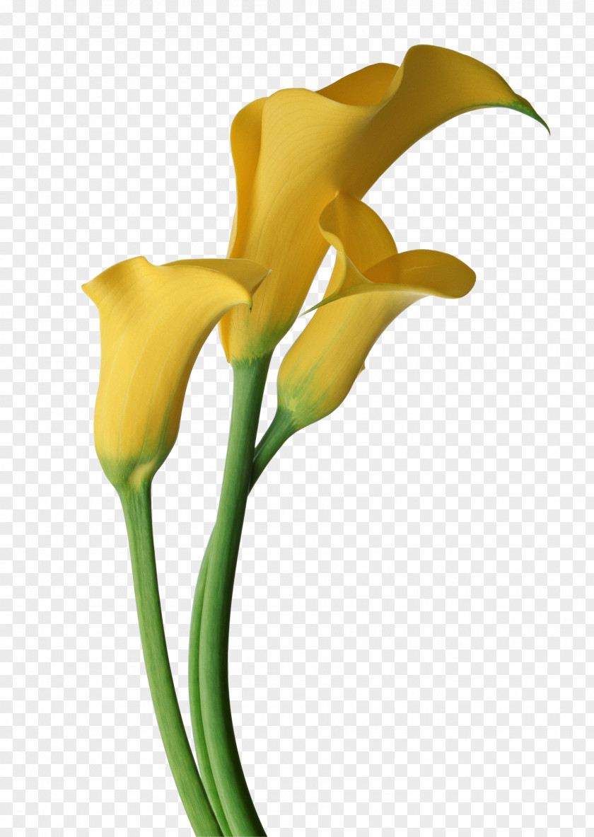 Lily Arum-lily Callalily Flower Clip Art PNG