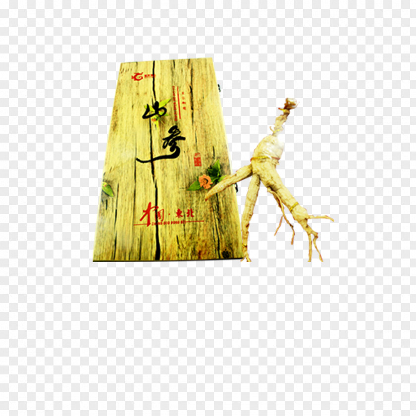 Mountain Ginseng Picture Material Download Stock.xchng PNG