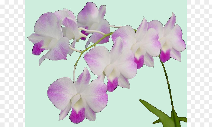 Orchidee Crimson Cattleya Christmas Orchid Phalaenopsis Equestris Jardin Des Plantes Dendrobium PNG
