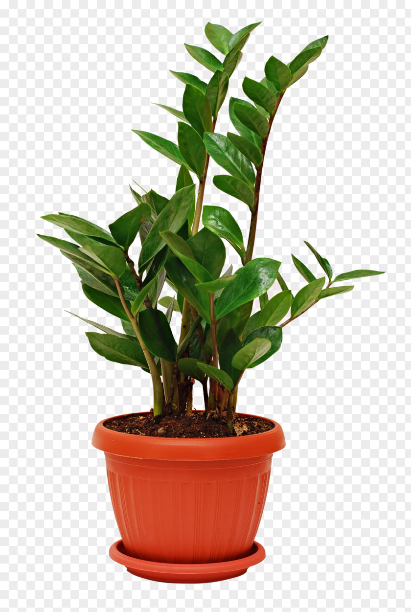 Potted Cactus Houseplant Succulent Plant Zanzibar Gem Indoor Air Quality PNG