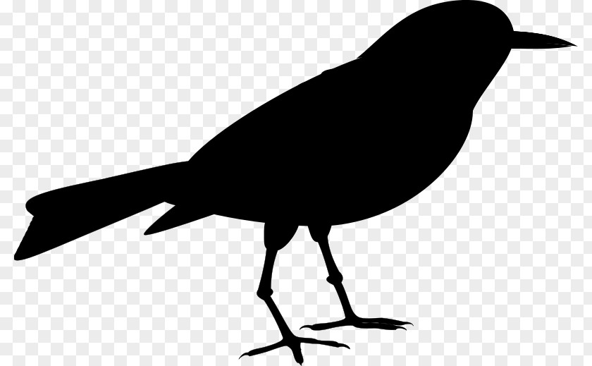 American Crow Clip Art Fauna Silhouette Common Raven PNG