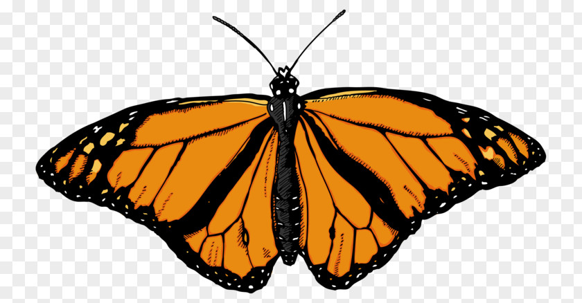 Butterfly Insect Clip Art PNG