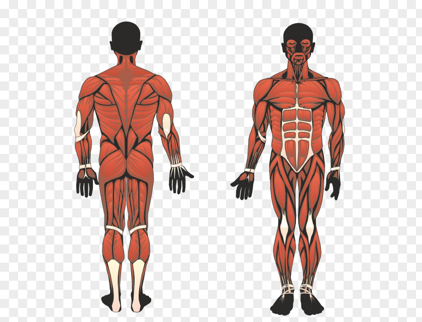 Cervical Spinal Nerve 6 Skeletal Muscle Human Body Root PNG