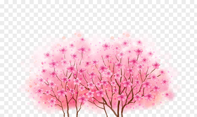 Cherry Blossoms PNG