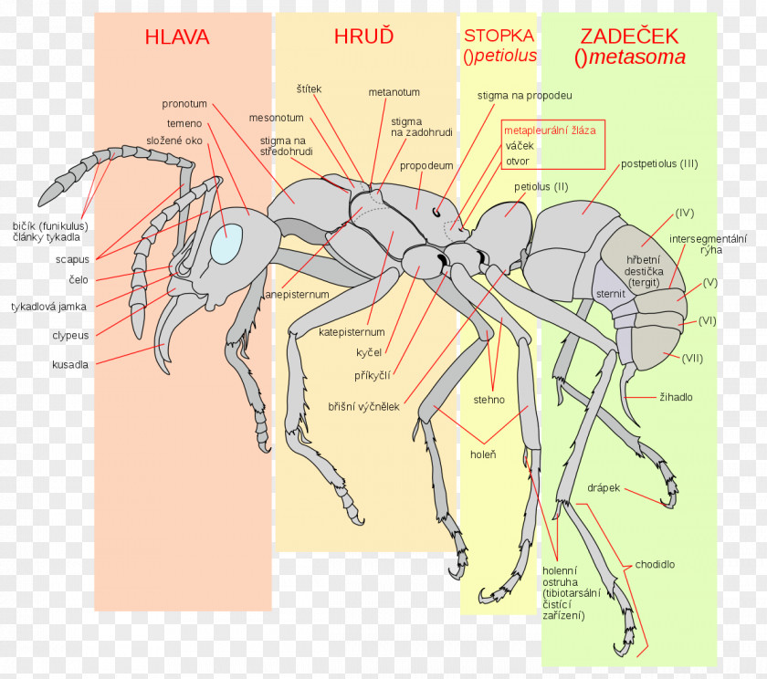 Insect Ant Apocrita Anatomy Human Body PNG