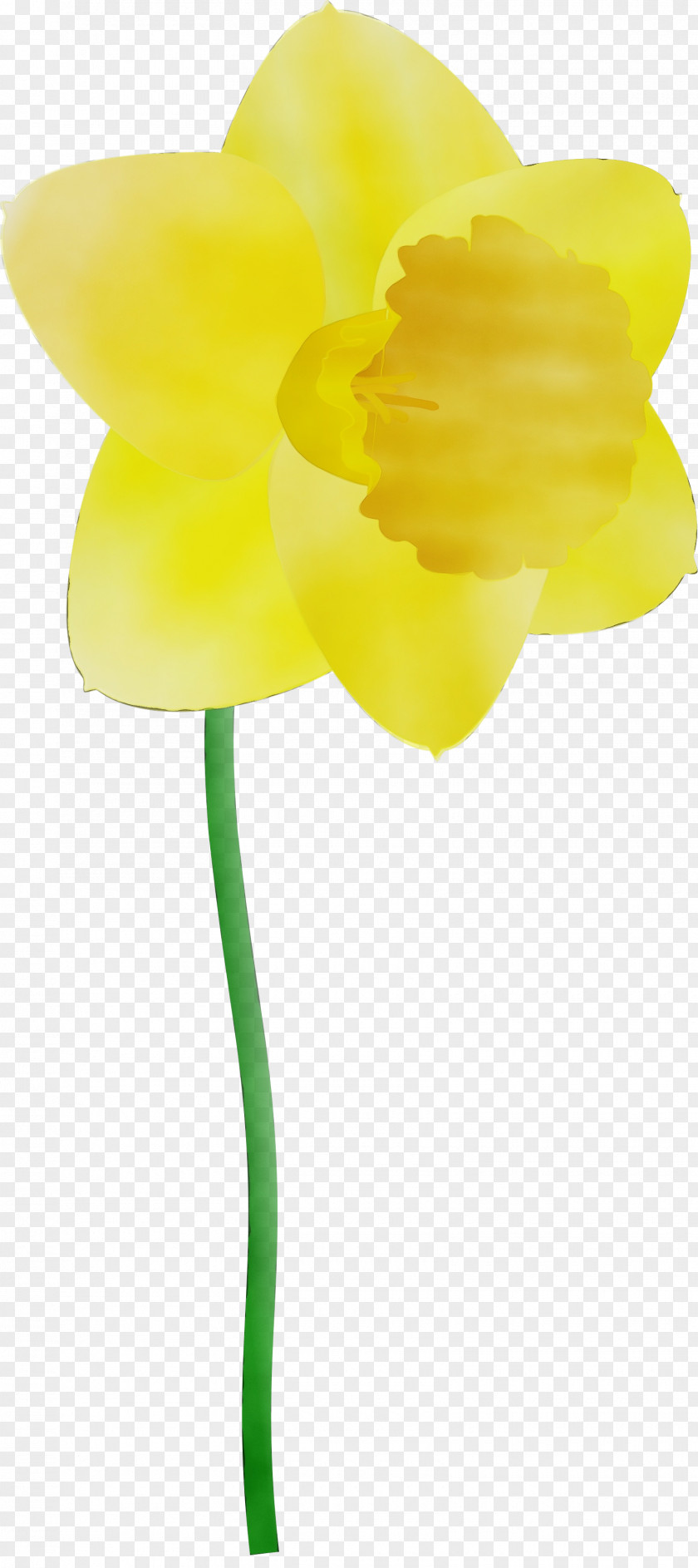 Plant Stem Pedicel Yellow Flower Cut Flowers Petal PNG