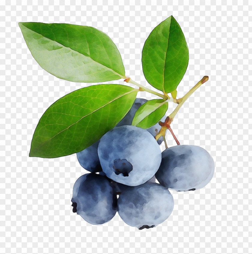 Blueberry Pie Bilberry Berries Smoothie PNG