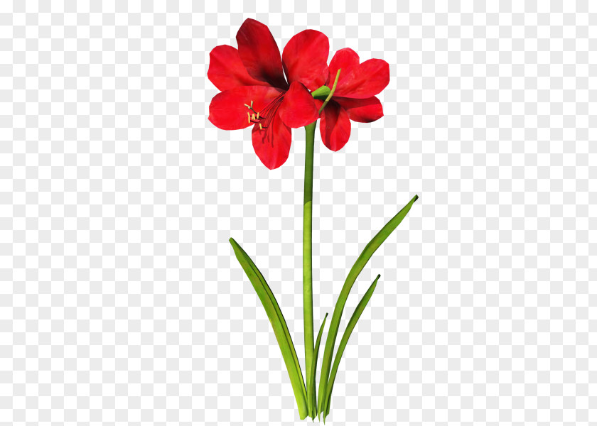 Flowers Green Jersey Lily Download Clip Art PNG