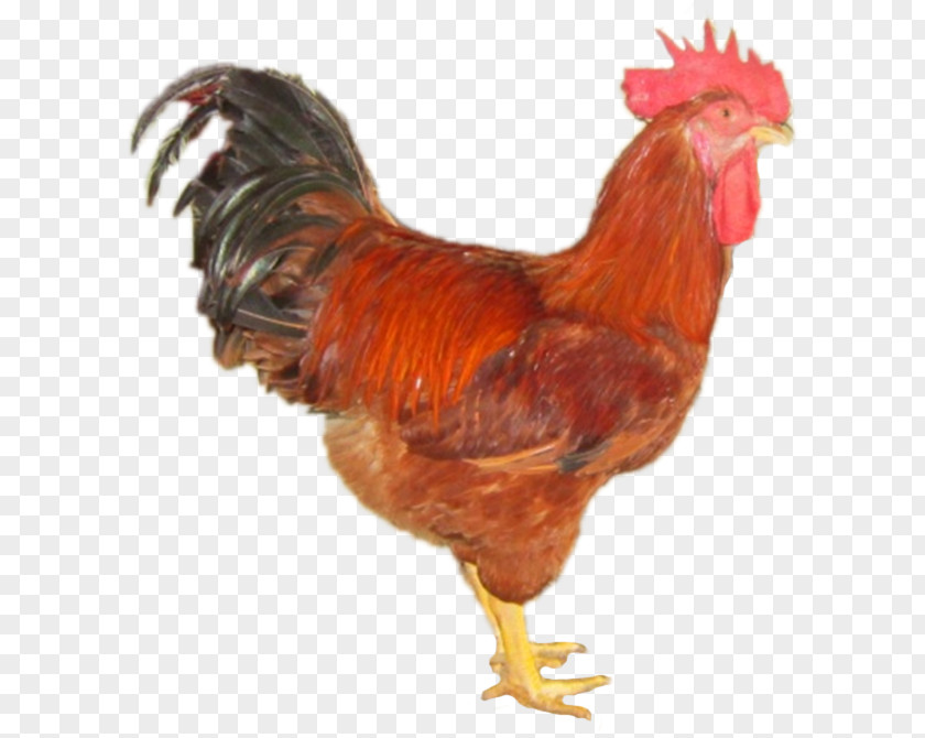 Goat Rooster Gà Ta Lai Bệnh Cầu Trùng Daftar Jenis Ayam Poultry PNG