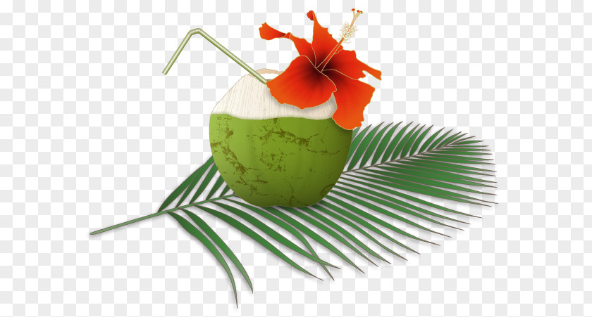 Palm-leaf Manuscript Arecaceae Fruit PNG