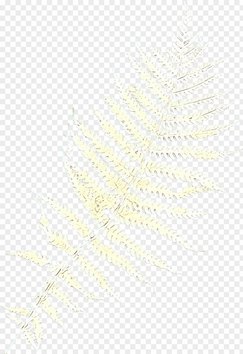 Vascular Plant Feather PNG