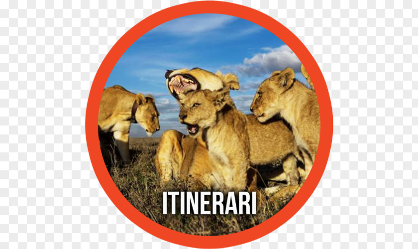 Xotika Safari Tours Serengeti National Park Lake Manyara Ngorongoro Conservation Area Asiatic Lion Sleeping Lions PNG