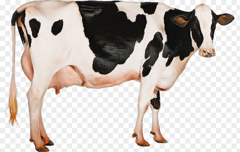 Holstein Friesian Cattle Jersey Milk Dairy Mastitis Control PNG