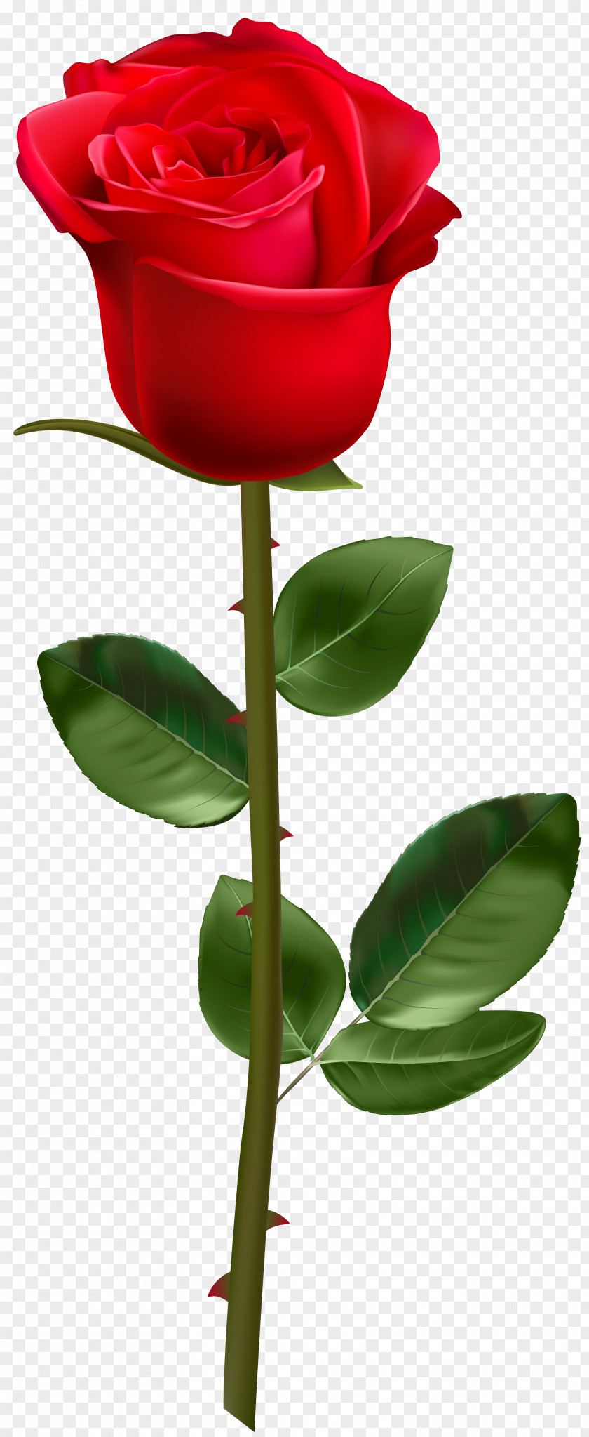 Rose Plant Stem Clip Art PNG
